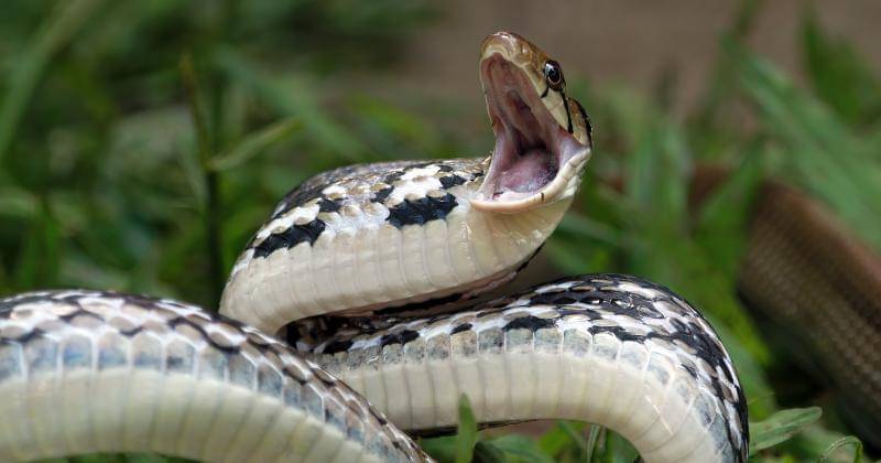 freepik/kuritafsheen77